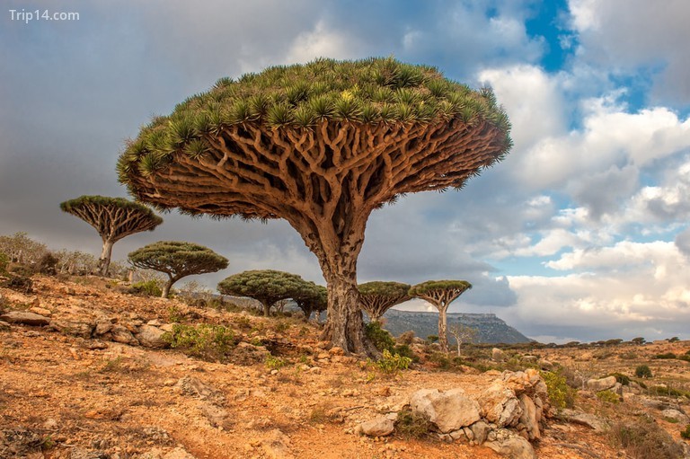 Phong cảnh lạ lẫm như ở thế giới khác ở Socotra 