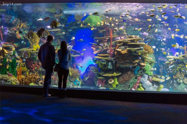 Canada,Ontario,Toronto,Ripley's Aquarium of Canada, people viewing a display. Image shot 2015. Exact date unknown.