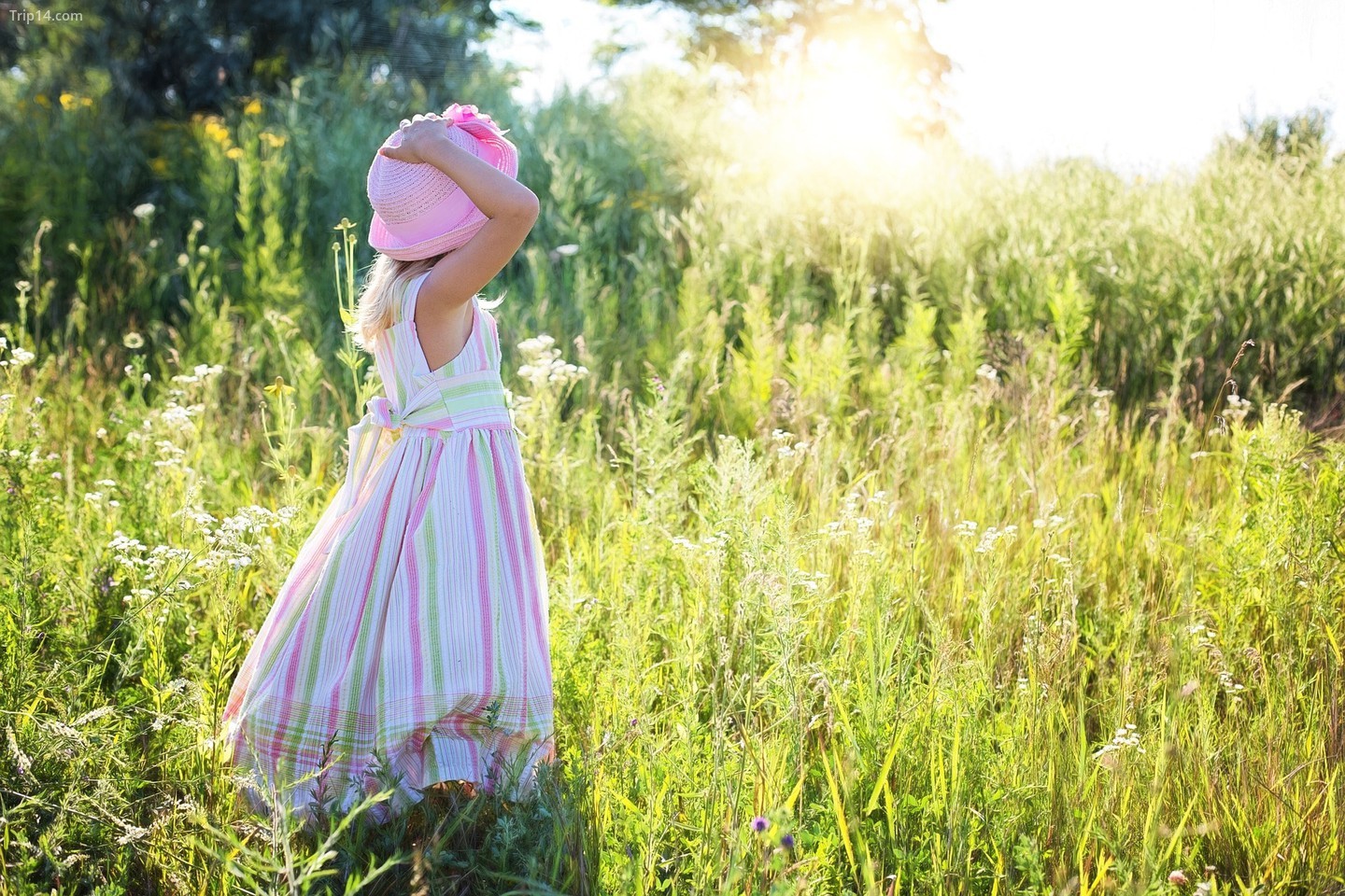 Một cô bé đi dạo trên đồng cỏ hoa dại 