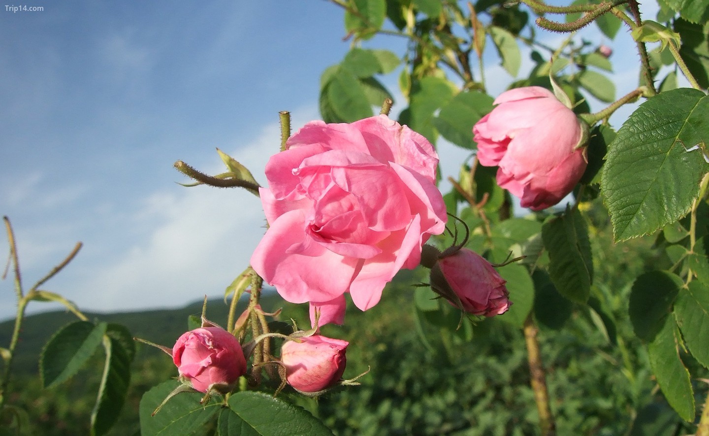  Hoa hồng từ Thung lũng hoa hồng ở Bulgaira   |   