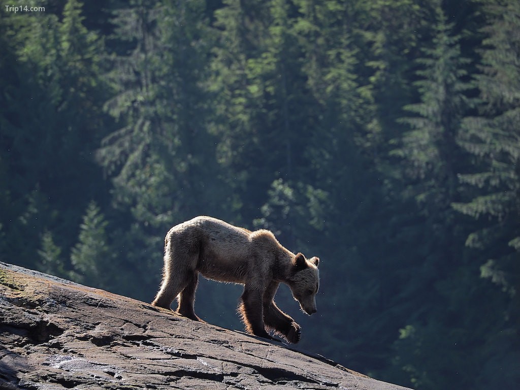 Grizzly, British Columbia - Trip14.com