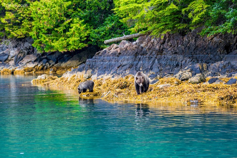 Gấu xám Bắc Mỹ đang uống nước ở rừng mưa ôn đới Great Bear 