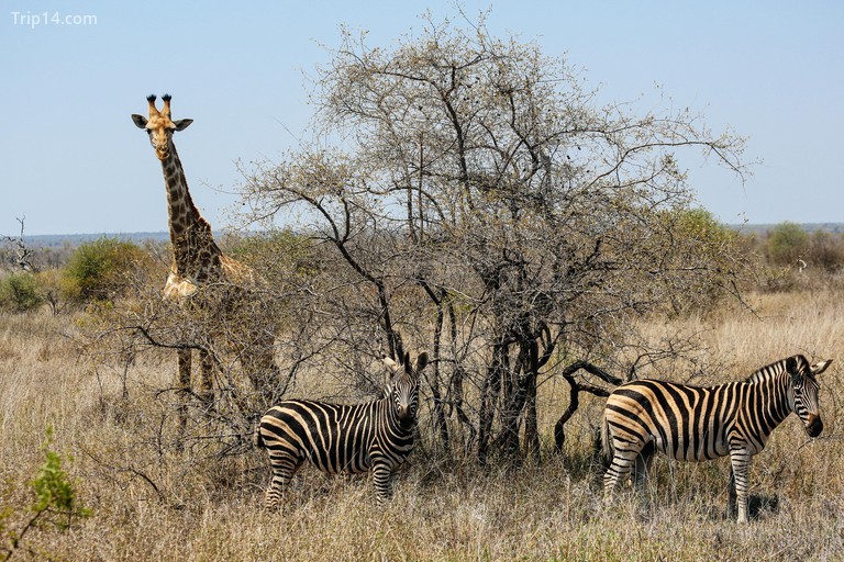Giraffe and zebra, Kruger National Park, South Africa