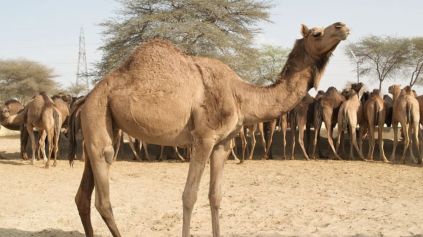 Tầm quan trọng của lạc đà trong văn hóa của UAE