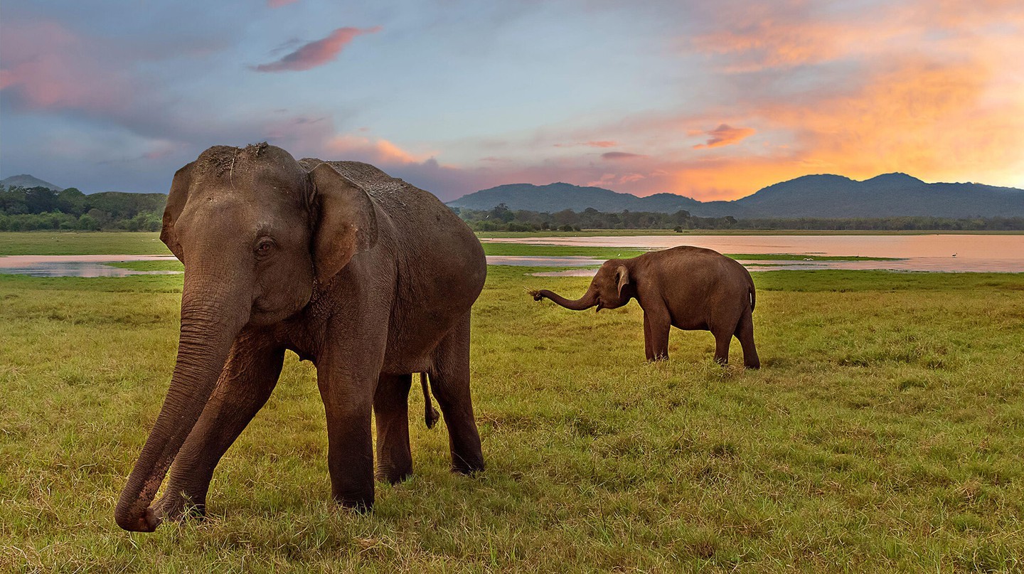 Voi Sri Lanka là loài voi lớn nhất trong số các loài voi châu Á | © MehmetO / Alamy Stock Photo