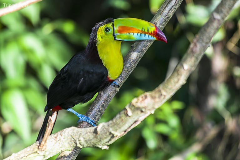 Colombia là nơi sinh sống của hơn 2.000 loài chim© Fredy Lopez / Flickr - Trip14.com