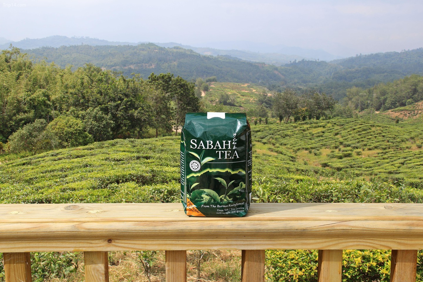 Thưởng thức một ly trà Sabah