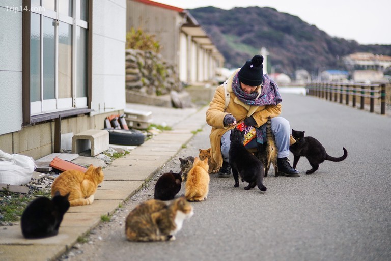 Đảo mèo Ainoshima ở Nhật Bản