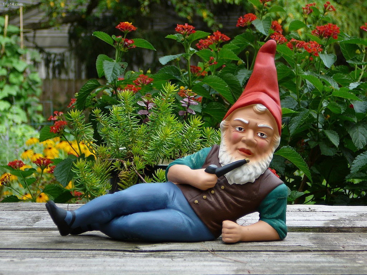 Gnomes làm vườn là một thứ…