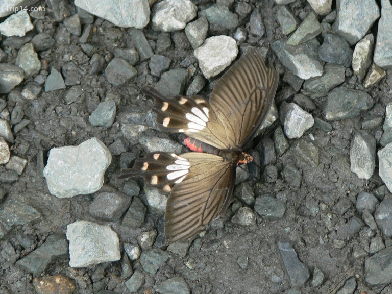 Một con bướm xinh đẹp định cư sau cơn mưa ở Chiang Mai.