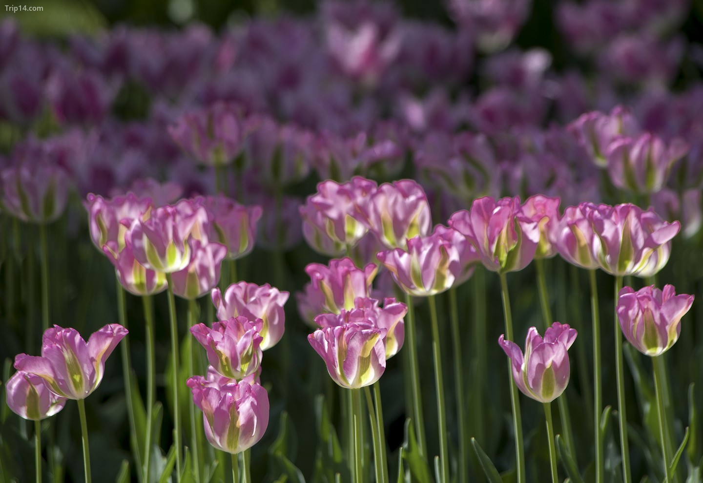 Những bông hoa khoe sắc tại Triển lãm Hoa Burgas
