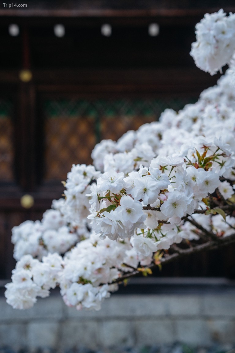 Hoa anh đào nở ở đền Hirano | Ảnh: Jaemin Lee / © Trip14