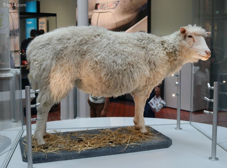 Tượng Cừu Dolly ở Tori Chalmer