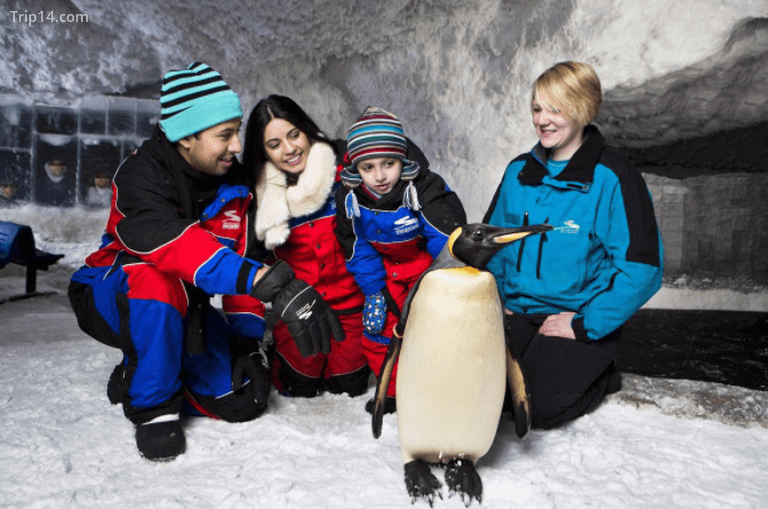 Cuộc gặp gỡ chim cánh cụt tại Ski Dubai