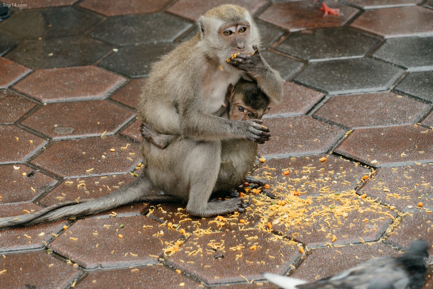  Khỉ ở Kuala Lumpur | Ảnh: Irene Navarro 