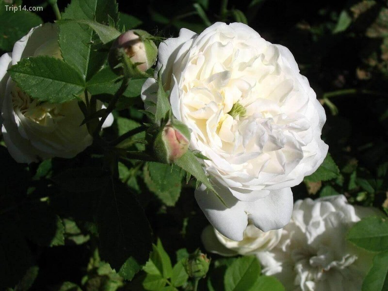 Hoa hồng Alba