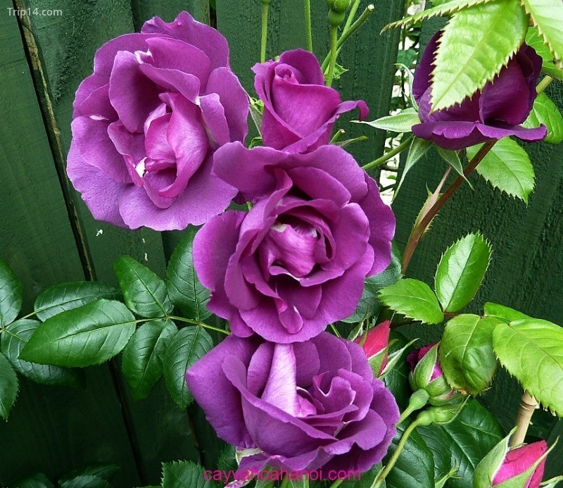 Hoa hồng Rhapsody