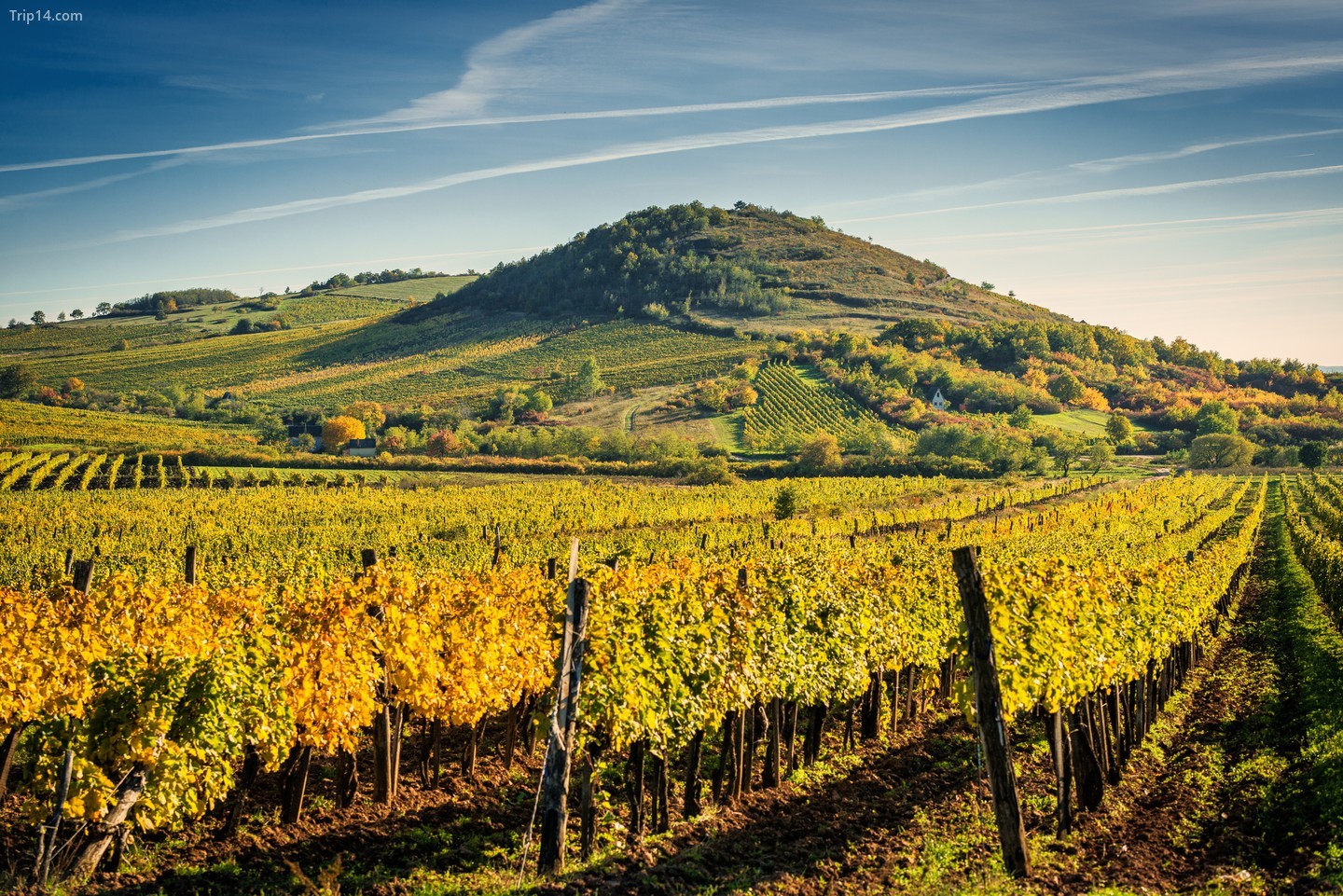 Tokaj là vùng rượu vang nổi tiếng nhất của Hungary