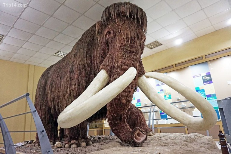 Mô hình voi ma mút ở Bảo tàng sinh thái, Ruse