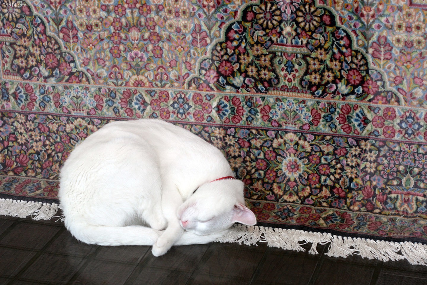  Tấm thảm Ba Tư và con mèo   |   