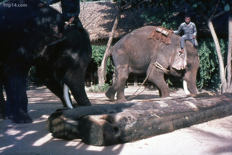 Voi là chìa khóa trong ngành khai thác gỗ của Thái Lan, c.1969 | © Barry Lewis / Flickr - Trip14.com