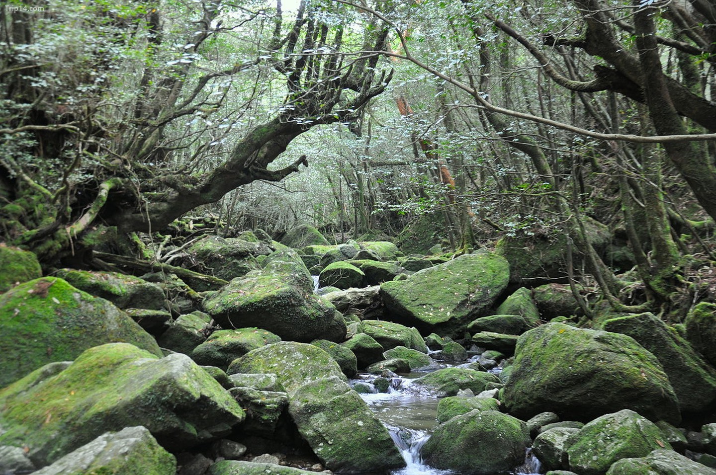 Đảo Yakushima, Kagoshima (Princess Mononoke)