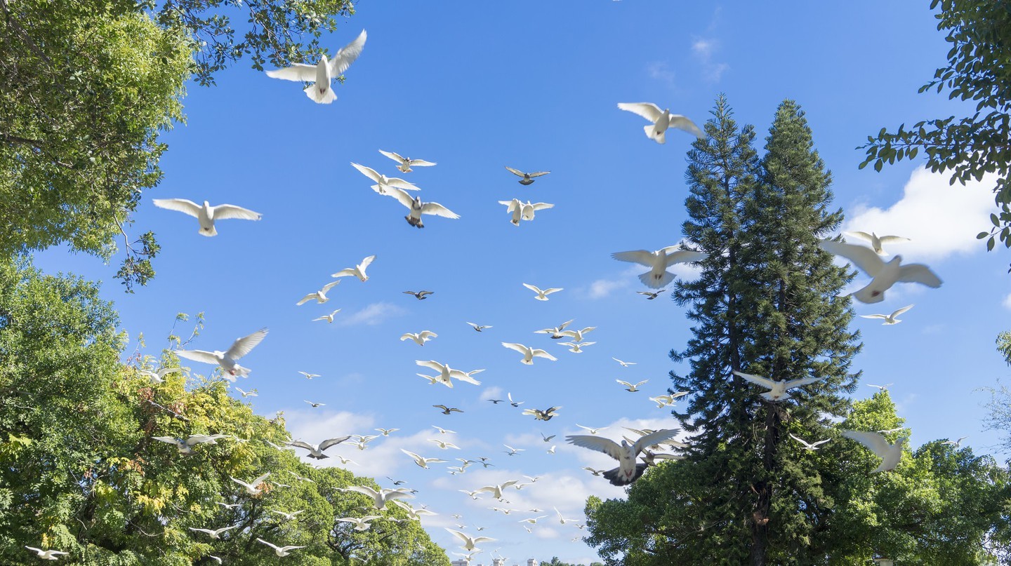 Bồ câu bay trên bầu trời trong công viên Đài Trung | © 綾小路 葵 / Flickr