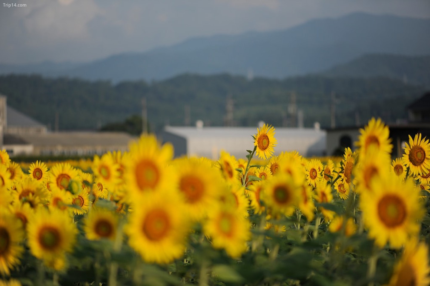 Cánh đồng hoa hướng dương ở Ogaki, tỉnh Gifu