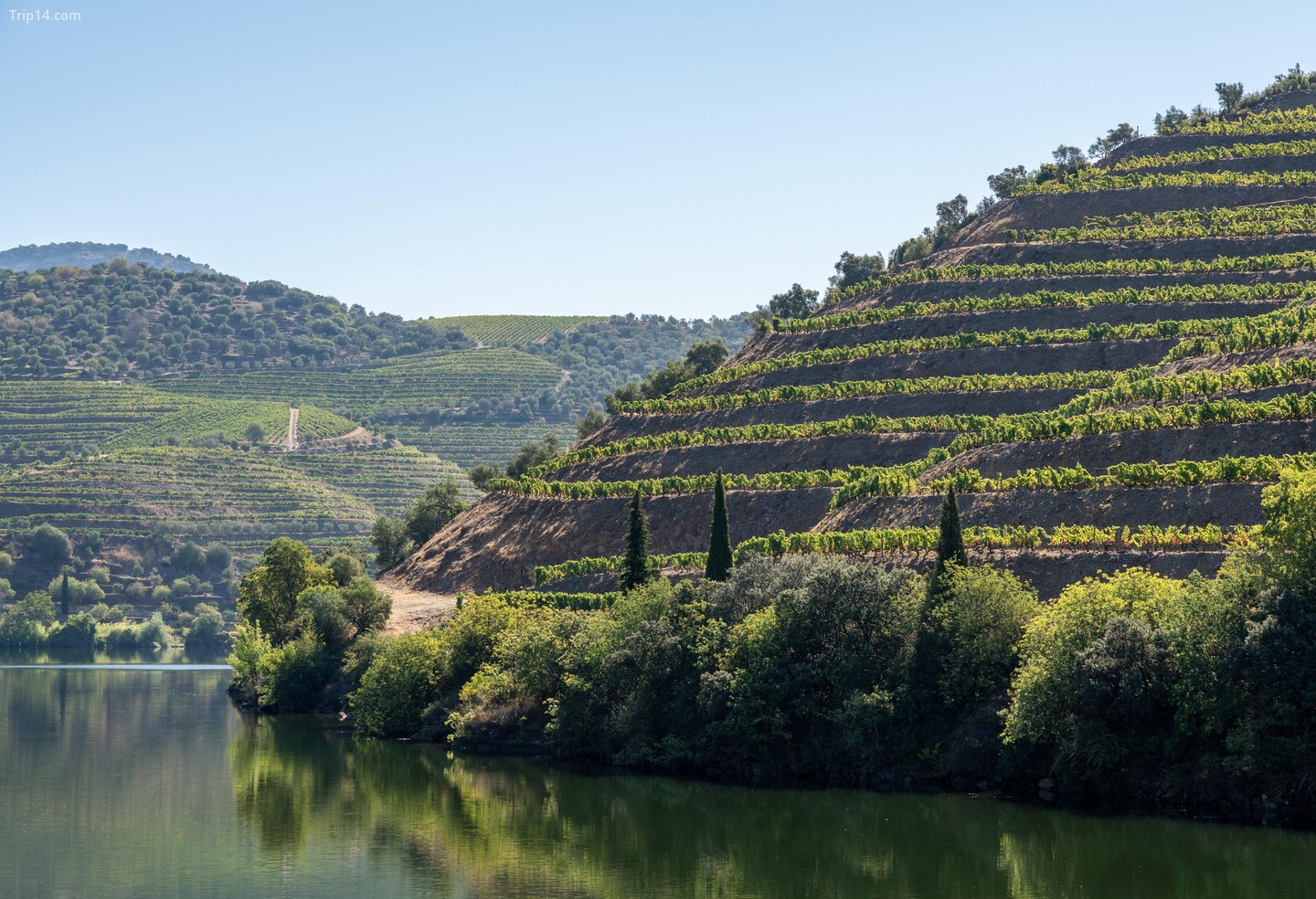 Sườn đồi rợp bóng vườn nho bên dòng sông Douro