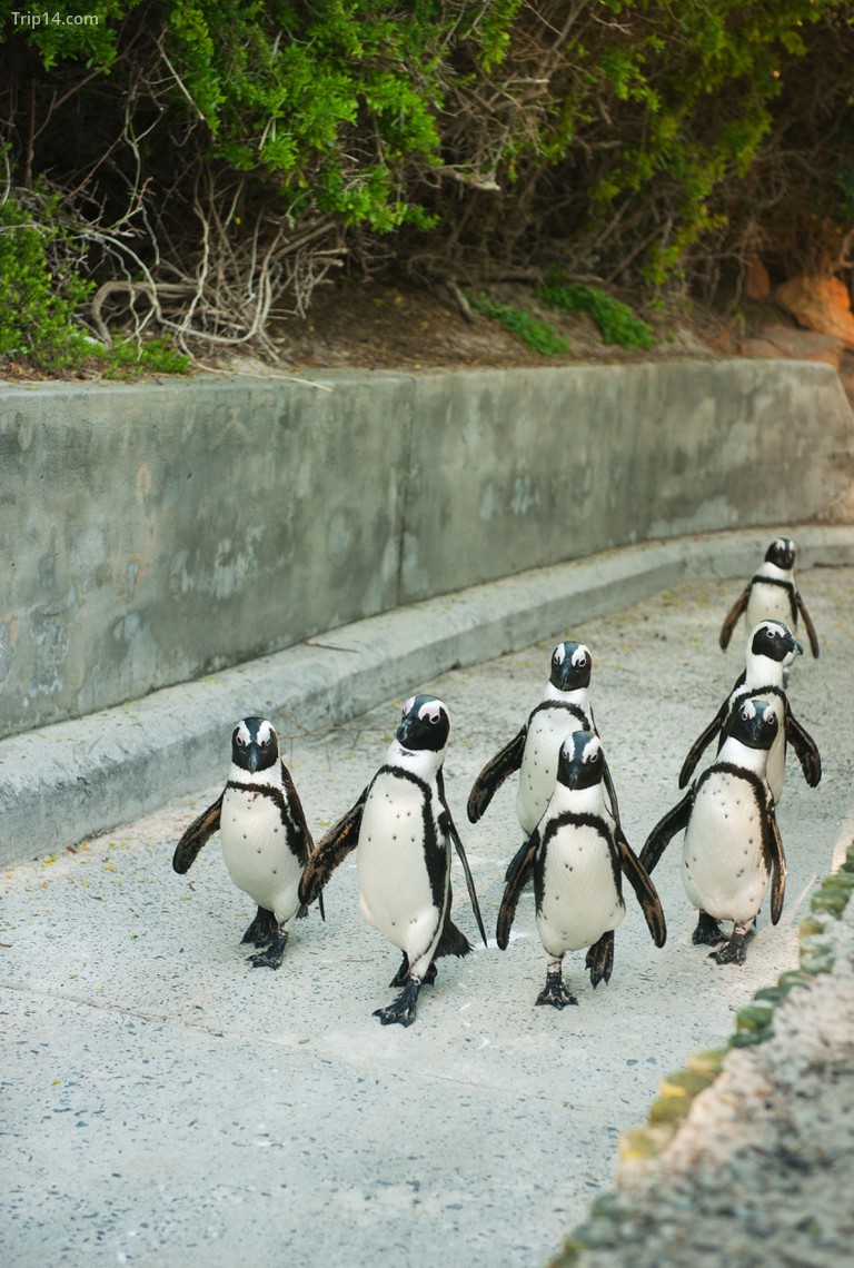 Chim cánh cụt đã chiếm trên đường phố Simon's Town ở Cape Town © Kevin Schafer / Alamy Kho ảnh