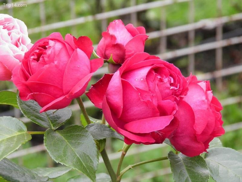 Hoa hồng đỏ Eden Hoa hồng Eden