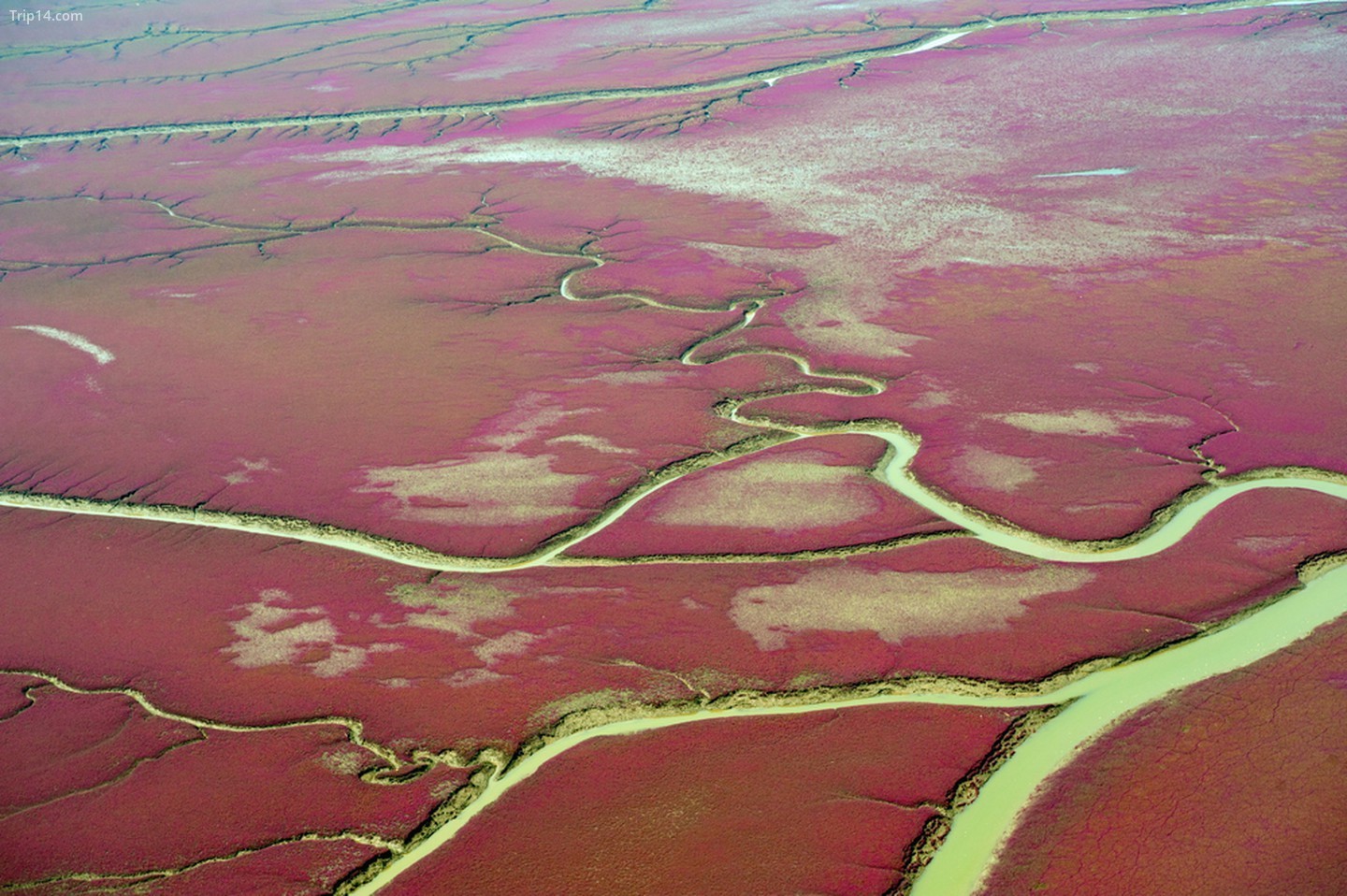 Vùng đất ngập nước màu hồng, Nam Mỹ…