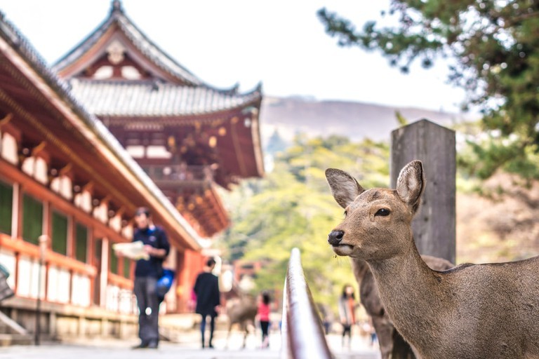 Hươu ở công viên Nara - Trip14.com