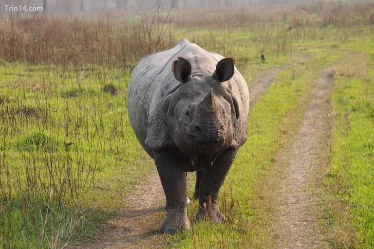 Mặt đối mặt với một con tê giác ở Công viên quốc gia Chitwan - Trip14.com