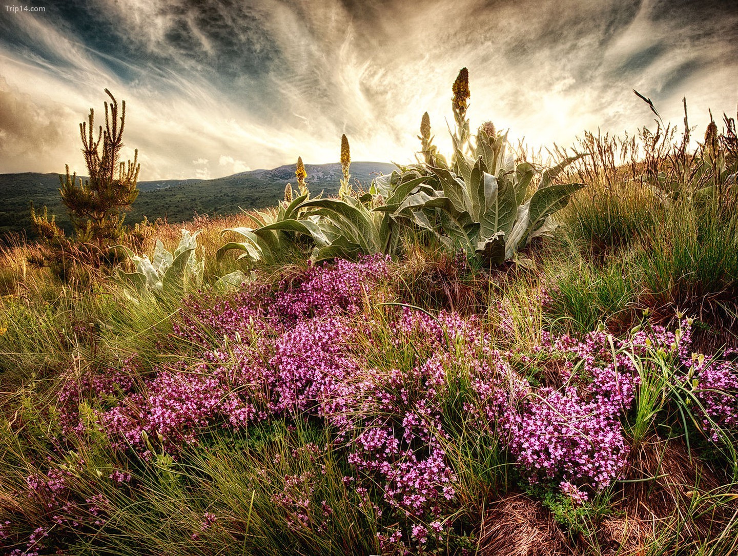 Hoa nở dưới chân núi Vitosha gần Sofia, Bulgaria