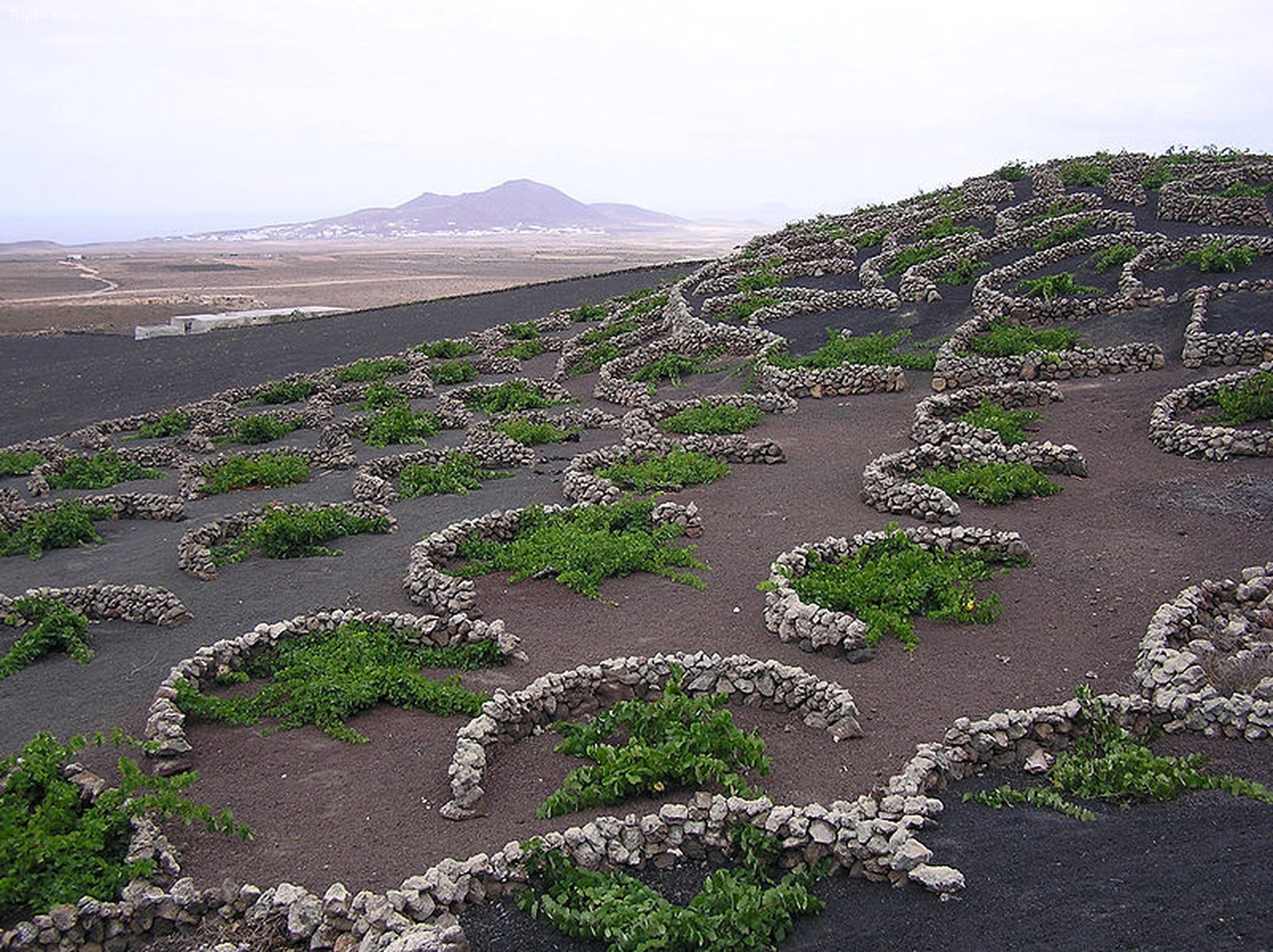 Những cây nho được bảo vệ bởi những bức tường đá khô hình bán nguyệt khỏi gió ở vùng La Geria của Lanzarote