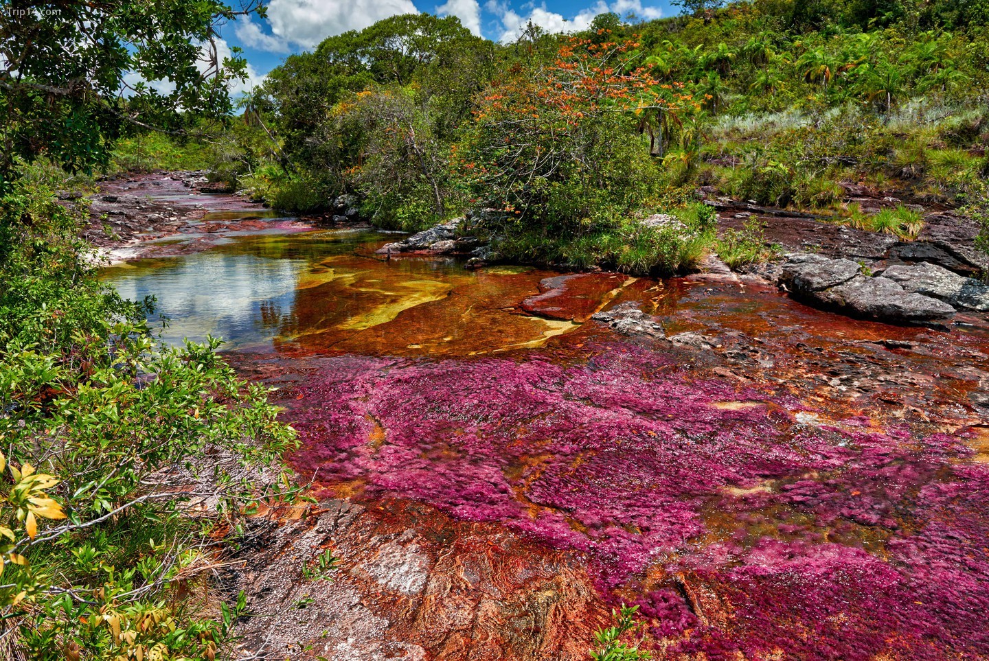 Caño Cristales