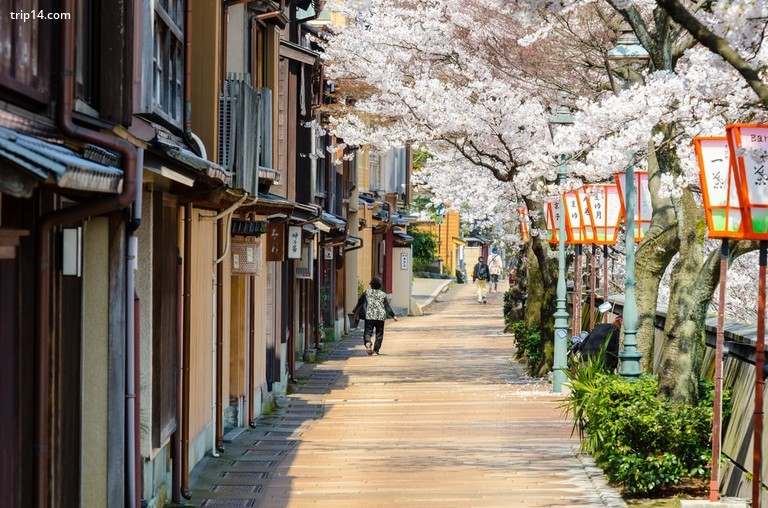 Hoa anh đào trải dài trên đường phố Kanazawa - Trip14.com