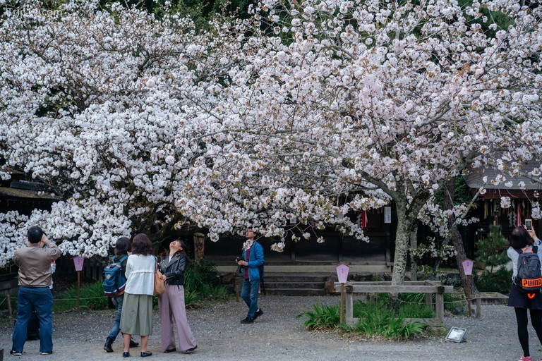 Hoa anh đào nở ở đền Hirano | Ảnh: Jaemin Lee / © Trip14