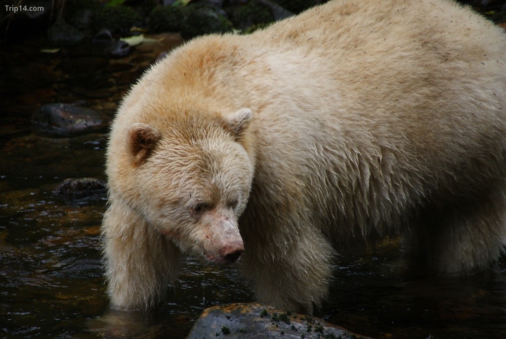 Linh gấu, British Columbia - Trip14.com