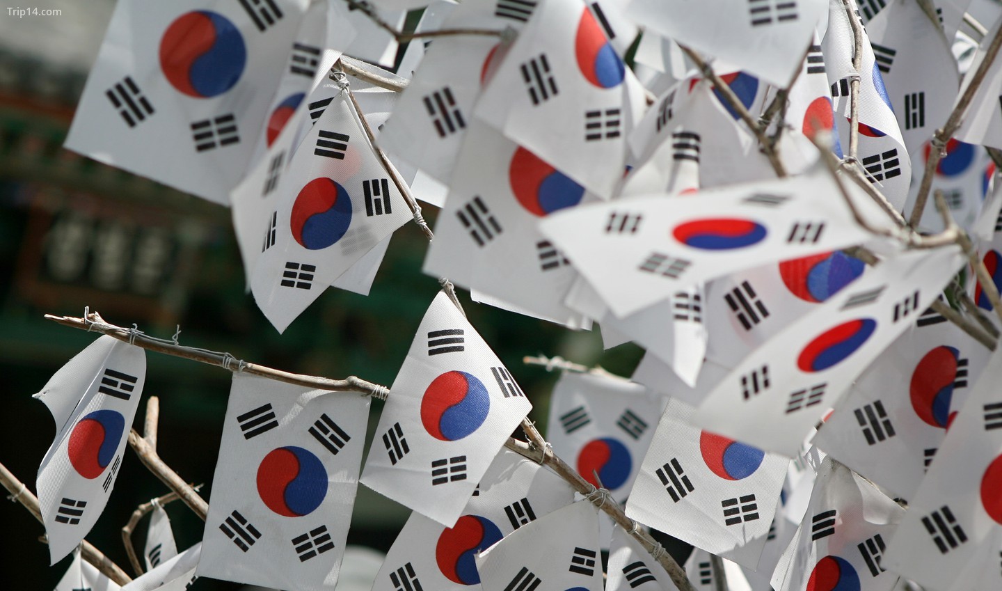 Cờ Hàn Quốc tự hào vẫy chào trong Ngày Giải phóng Quốc gia Hàn Quốc 