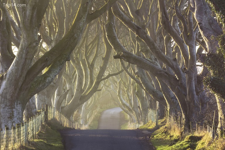 The Dark Hedges từ County Antrim, Bắc Ireland