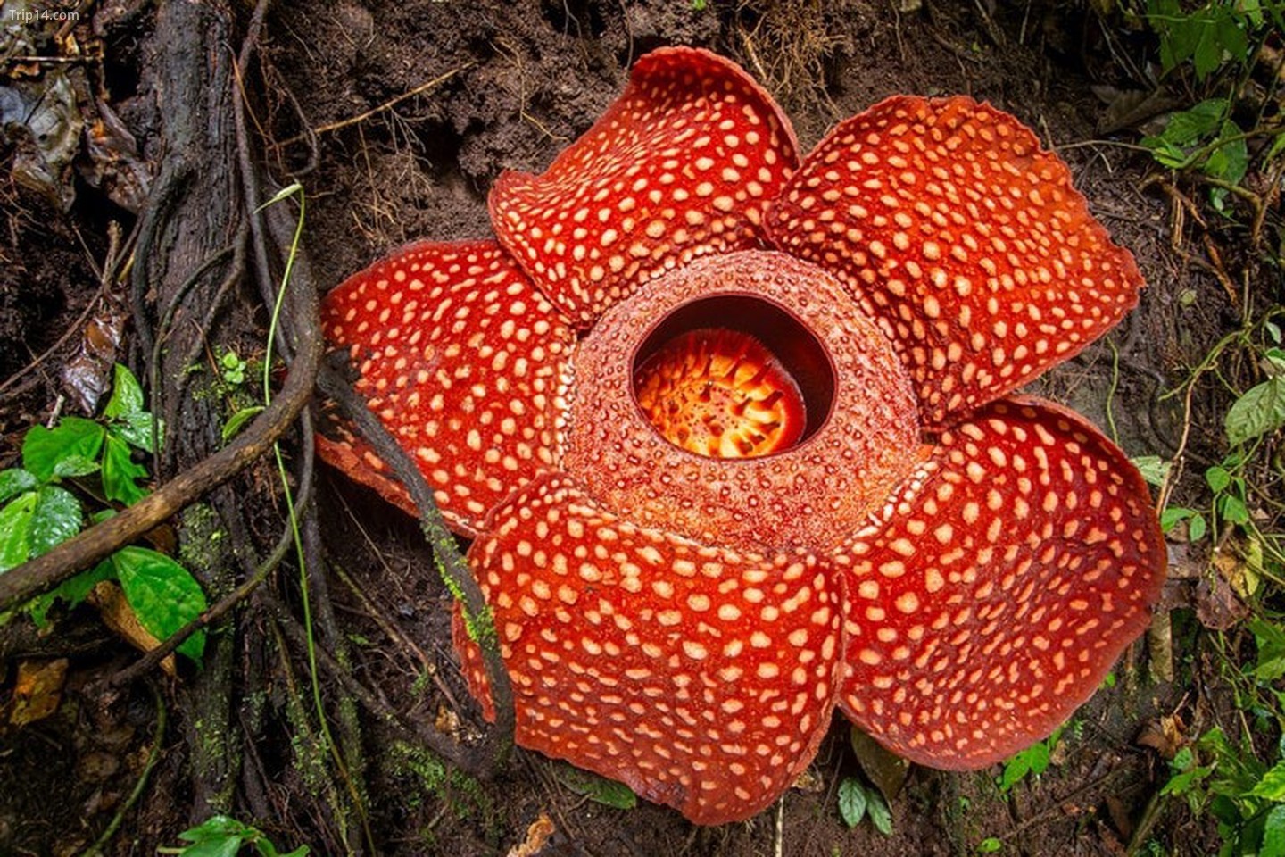 Rafflesia, loài bông hoa lớn nhất thế giới ở Sumatra, Indonesia