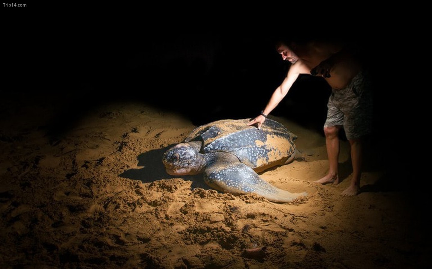 Một người đàn ông chạm vào một con rùa biển lớn