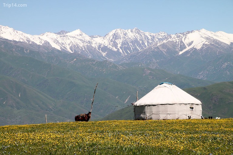 Theo truyền thống, Buryats là những người chăn gia súc bán du mục sống trong những chiếc lều yurts