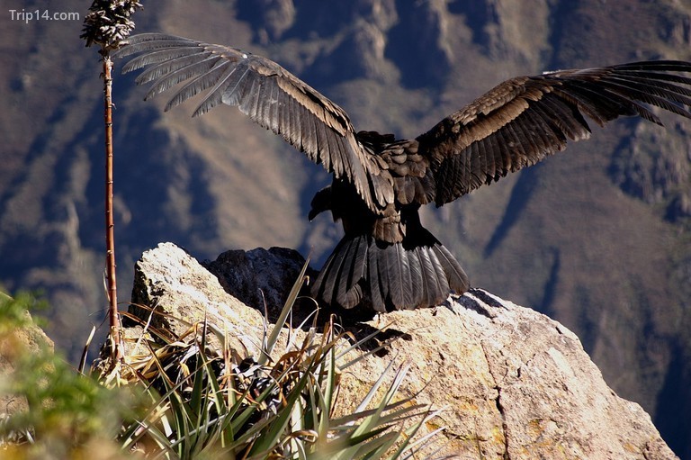 Thần ưng Andes - Condor