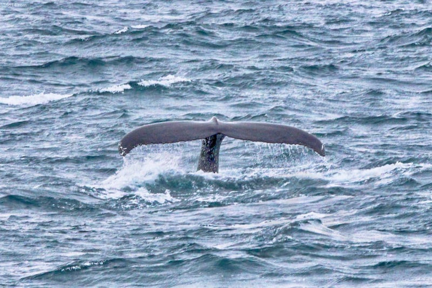  Ngắm cá voi ở Reykjavik   |   