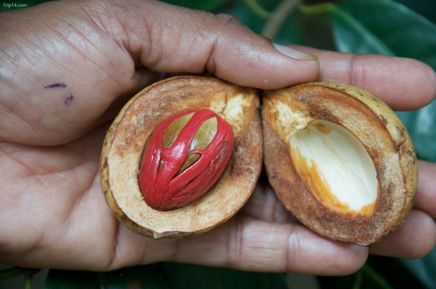 Hạt nhục đậu khấu là hạt ở chính giữa, và phần bao phủ màu đỏ là quả chùy - cả hai đều được sấy khô trước khi sử dụng làm gia vị 