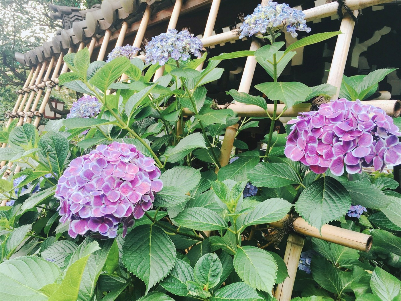 Ngắm hoa Cẩm Tú Cầu ở Kanagawa, Nhật Bản - Ảnh 8