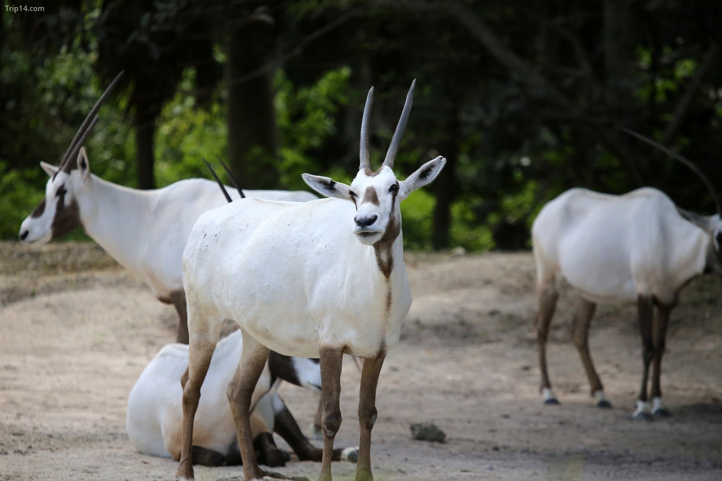 Oryx Ả Rập là quốc vật của Oman